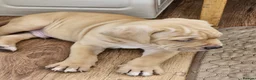 Mixed Breed dogs for sale: Bullmastiff cross cane corso - Advert 35