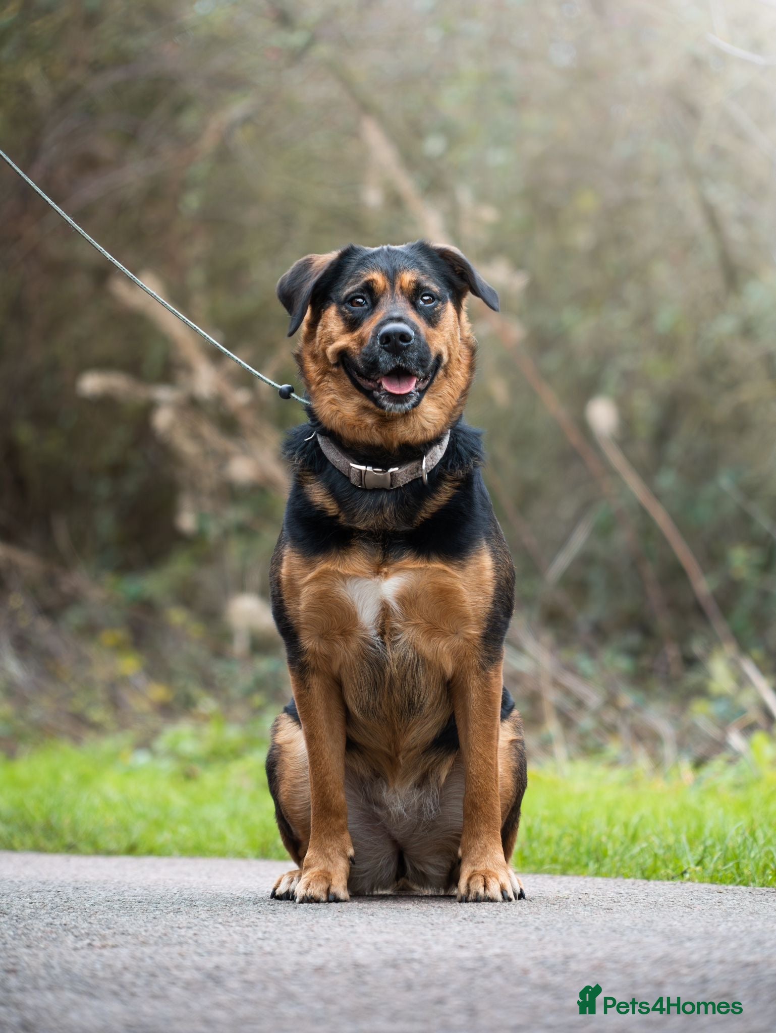 Mixed Breed dogs Willow - Advert 5