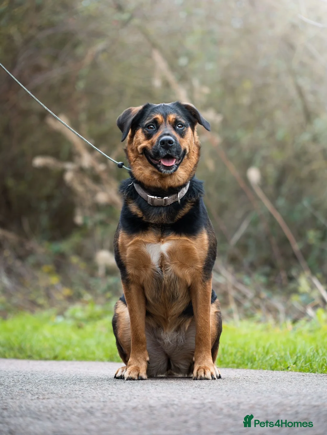 Mixed Breed dogs for sale: Willow - Advert 1