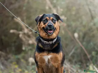 Mixed Breed dogs Willow - Advert 5