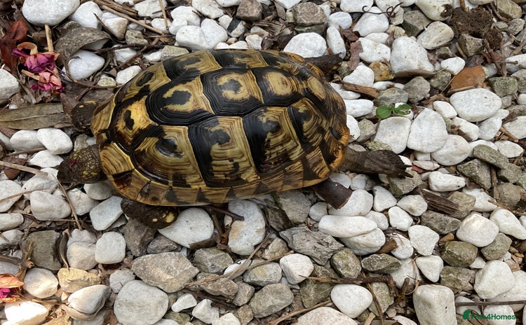 Hermann Tortoise reptiles - Advert 5