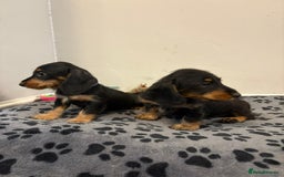 Mixed Breed dogs for sale: dixie pop puppies for sale - Image 28