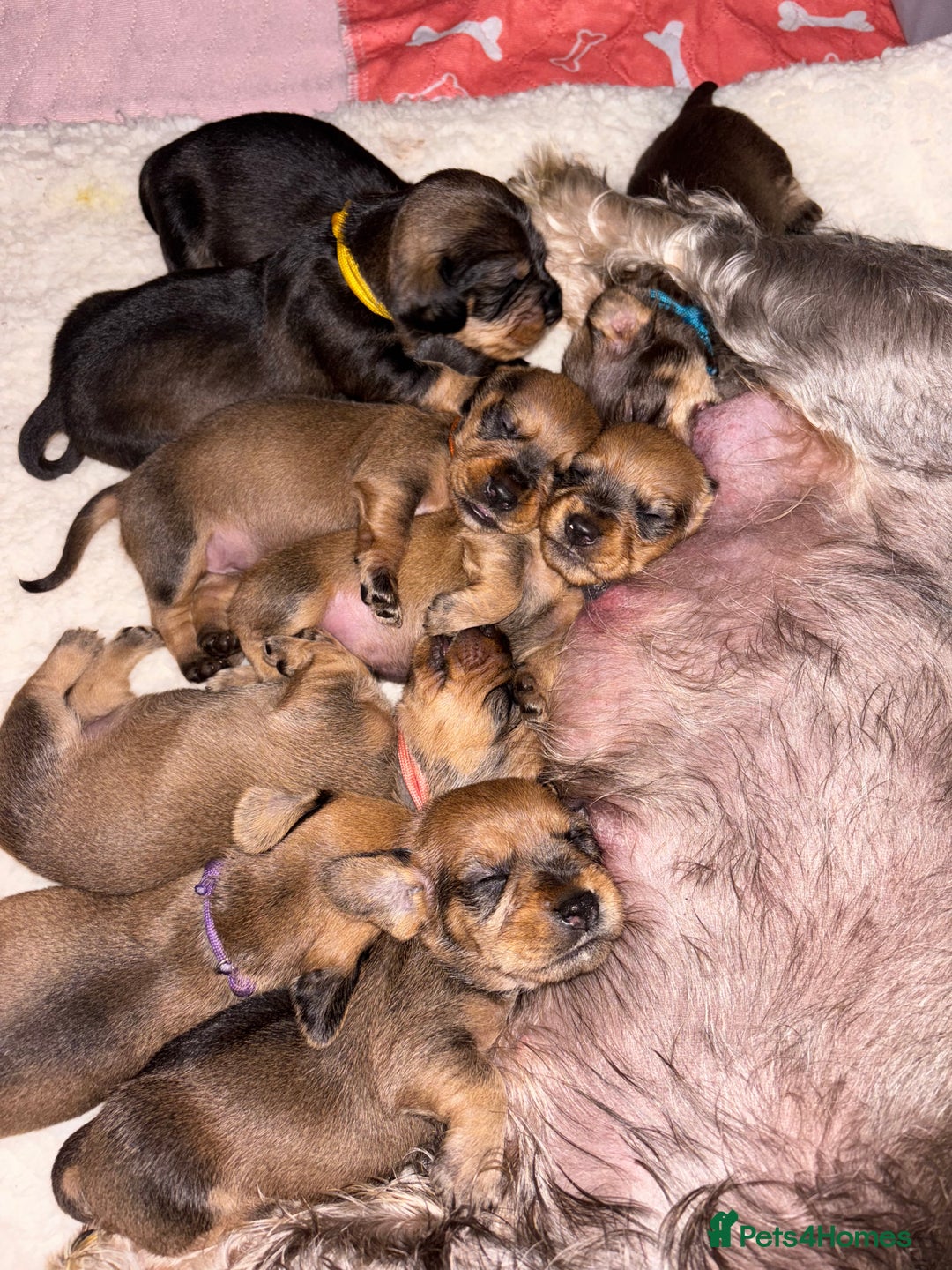 Dachshund dogs for sale: Tekel (wire haired dachshund) puppies for sale  - Image 10