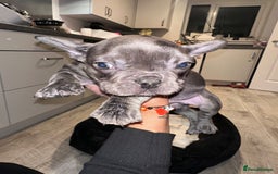 French Bulldog dogs for sale: FRENCH BULLDOG PUPPYS❤️ ready find forever home❤️ - Advert 5