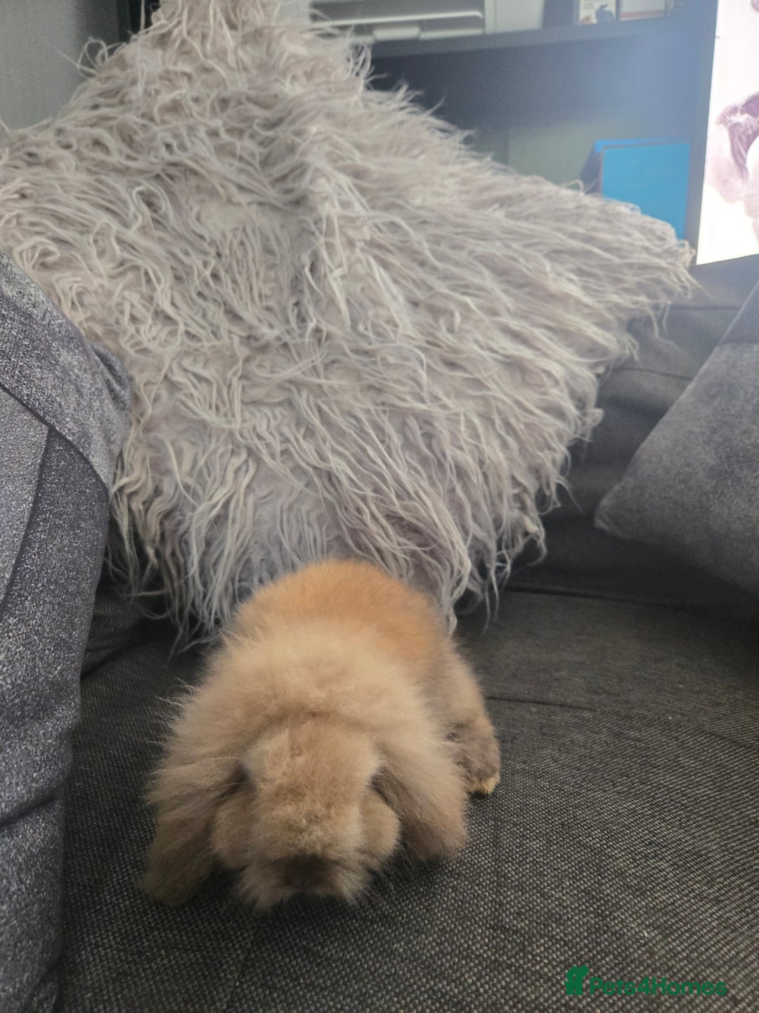 Mini Lion Lop rabbits for sale: 8 weeks Tiny MINI LION LOP BABY Boy - Image 3