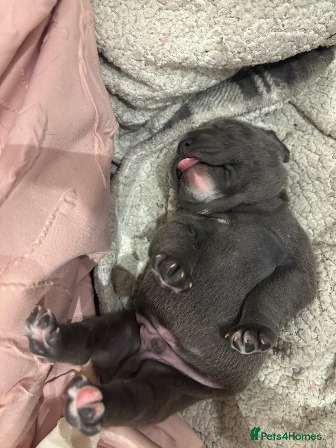 Staffordshire Bull Terrier dogs for sale: Blue boy staffy baby - Image 5