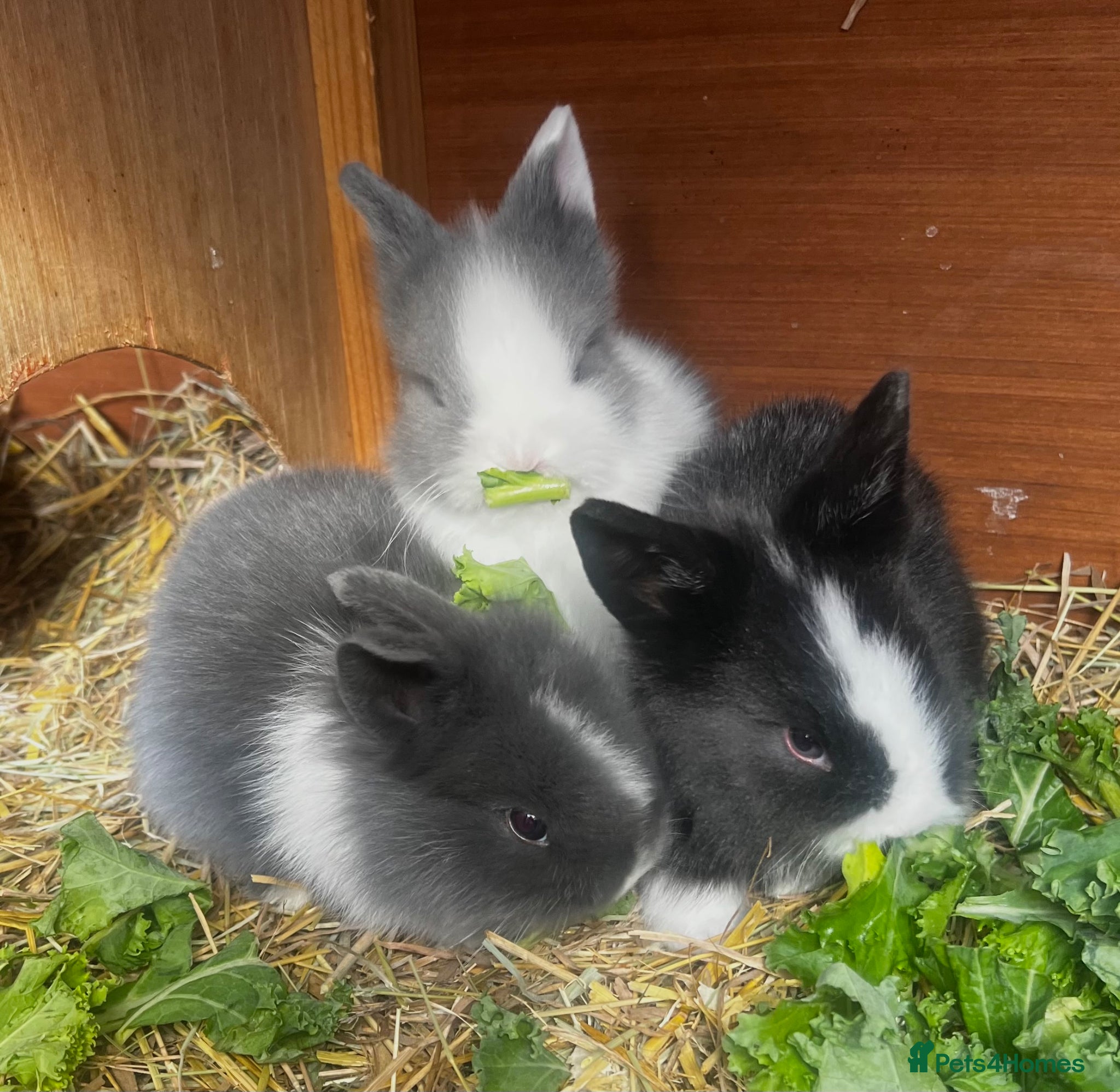 Lionhead rabbits Bouncing double lion head bunnies 🐰  - Advert 4