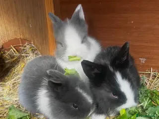 Lionhead rabbits Bouncing double lion head bunnies 🐰 - Advert 4