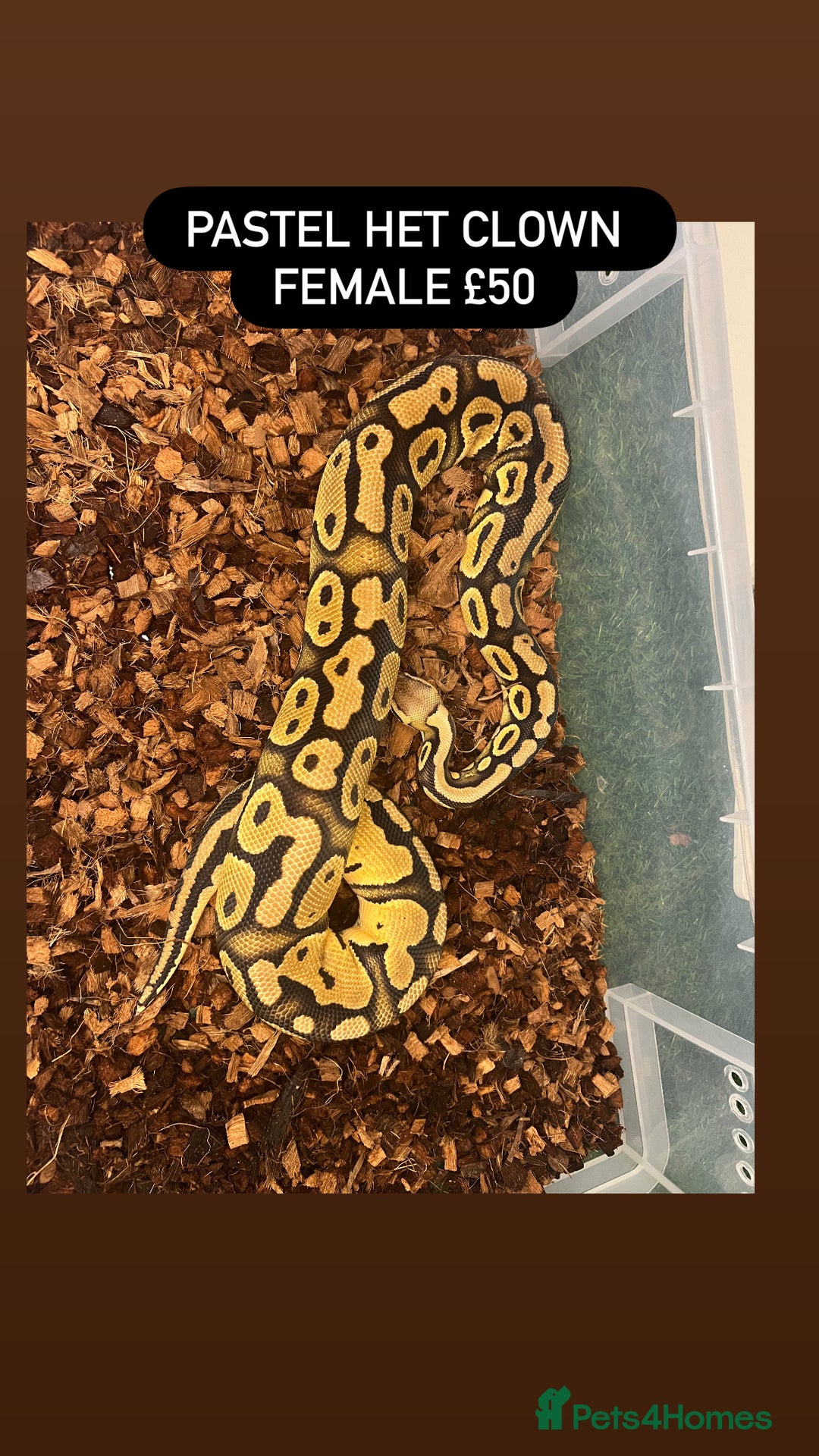 Python Snake reptiles for sale: Ball pythons for sale - Advert 9