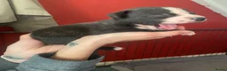 Mixed Breed dogs for sale: Beautiful Staffy x Border Collie pups for sale  - Advert 23