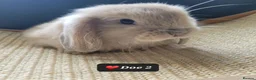 Mini Lop rabbits for sale: Pure mini lops  - Advert 8