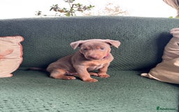 Australian Kelpie dogs for sale: Australian Kelpie Puppies WKC Registered - Image 39