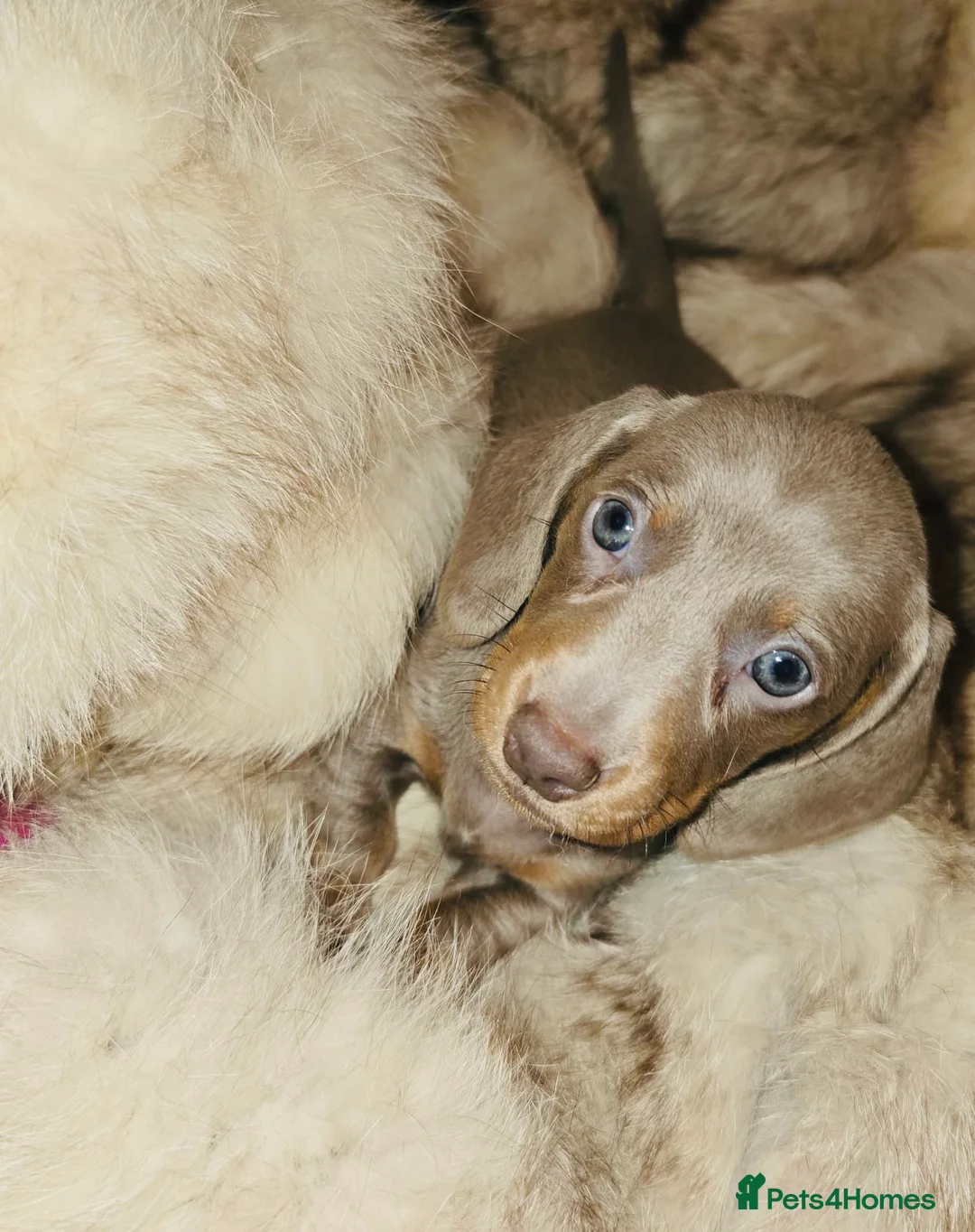 Miniature Dachshund dogs for sale: KC Mini Dachshunds 2 Beautiful girls Ready!! - Advert 13