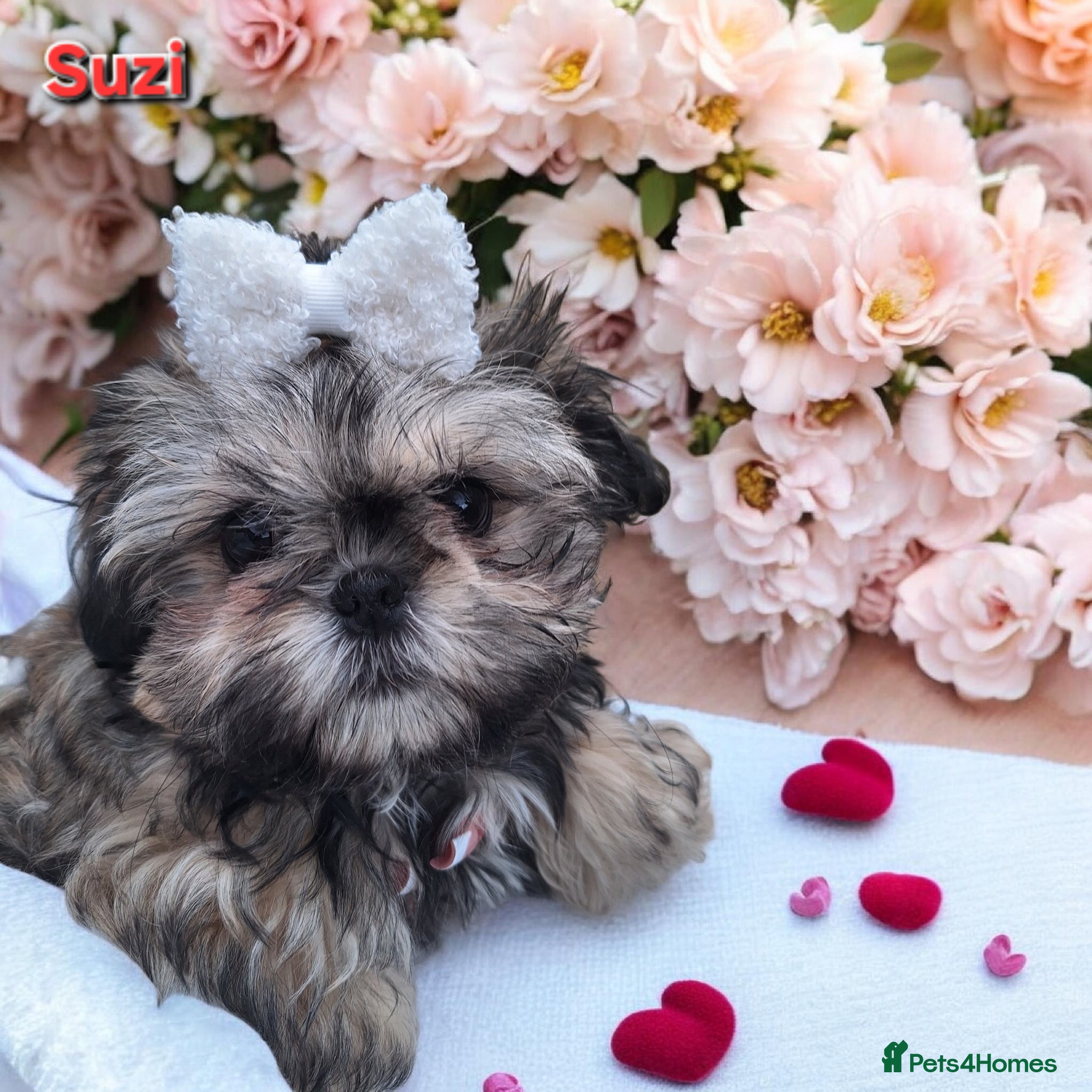 Shih Tzu dogs Beautiful Imperial Shih Tzus  - Advert 13