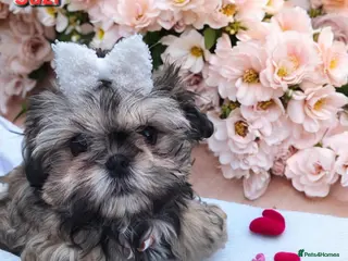 Shih Tzu dogs Beautiful Imperial Shih Tzus - Advert 13