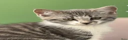Mixed Breed cats for sale: Half Russian Blue kittens - Advert 13