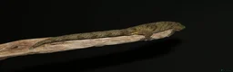 Gecko reptiles for sale: Eurydactylodes vieillardi - chameleon gecko - Advert 3