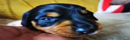 Miniature Dachshund dogs for sale: KC Stunning litter of girls 💗 - Advert 21