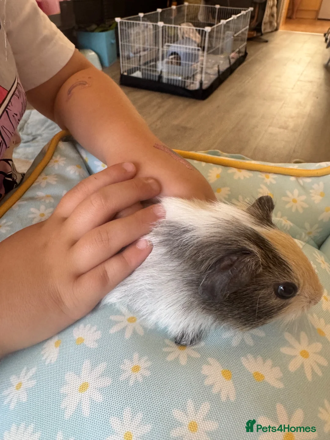 Guinea Pig rodents for sale: Single male guinea pig  - Advert 8