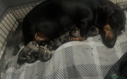 Dachshund dogs for sale: Beautiful litter of dachshund babies  - Image 10