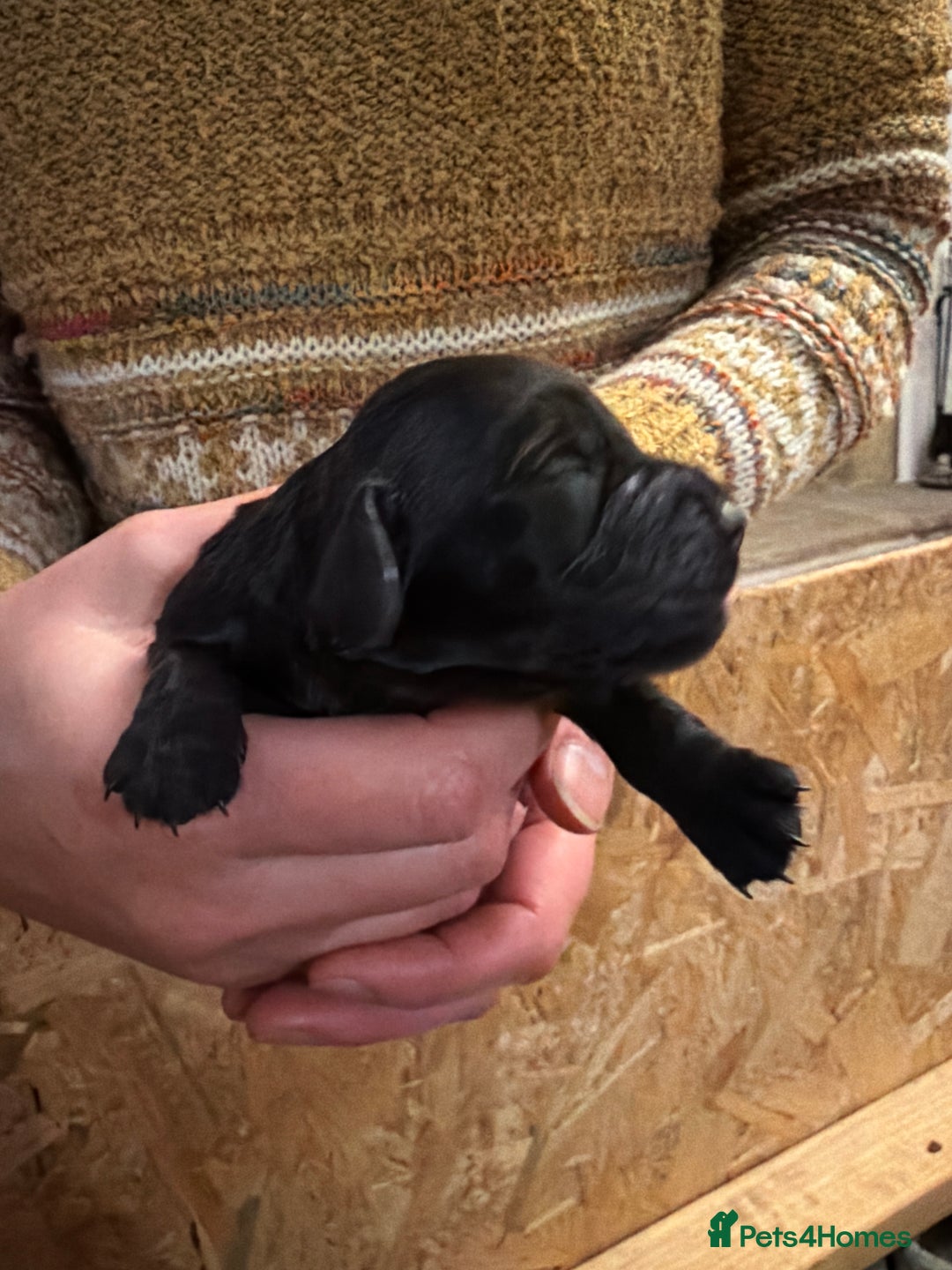 Cocker Spaniel dogs for sale: 6 Working Cocker pups KC registered - Advert 17