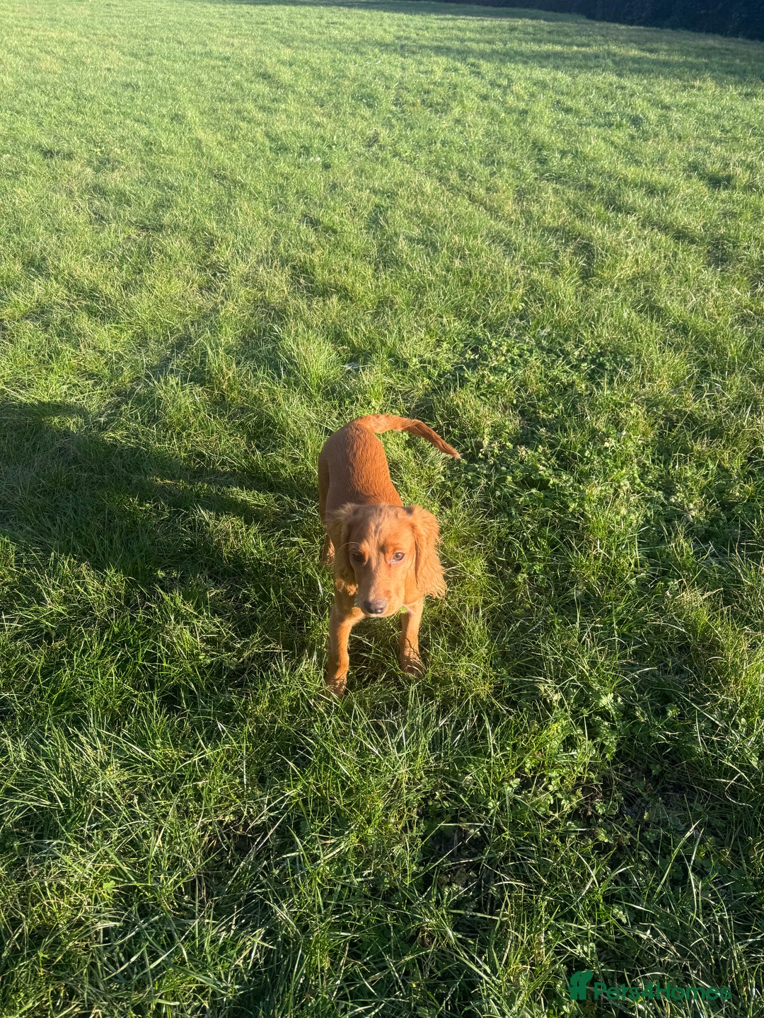 Cocker Spaniel dogs for sale: red cocker spaniel  - Advert 2