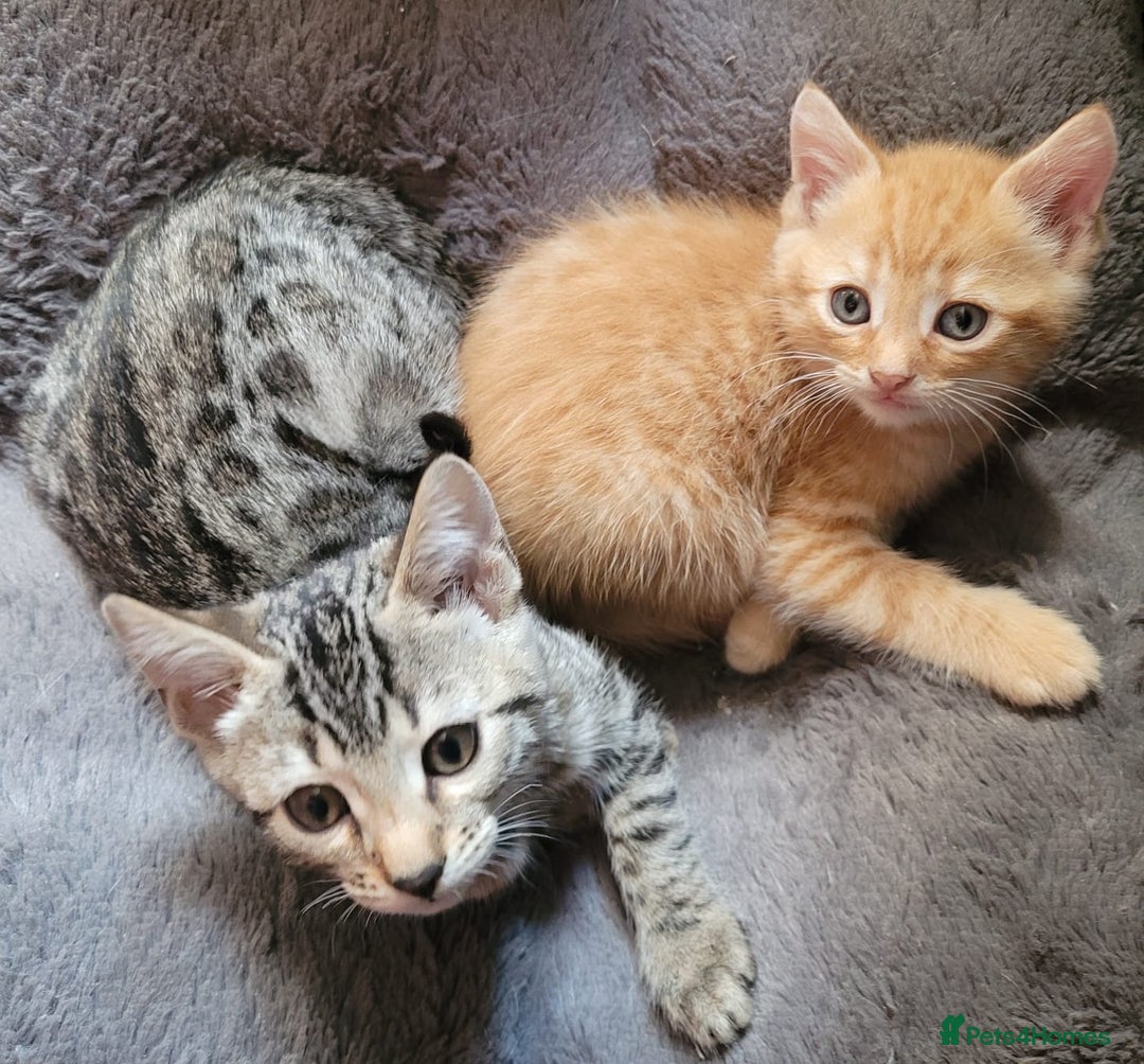 Bengal cats for sale: Bengal x ragdoll kittens - Image 3