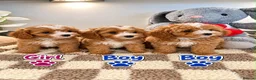 Maltipoo dogs for sale: 🌟🐻 Our five-star Asian Maltipoo teddy bears  - Advert 3