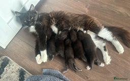 British Longhair cats for sale: Gorgoues mixture of kittens 2 are tuxedo - Image 1