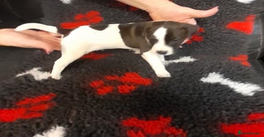 Mixed Breed dogs Jack Russell  male puppies  - Advert 3