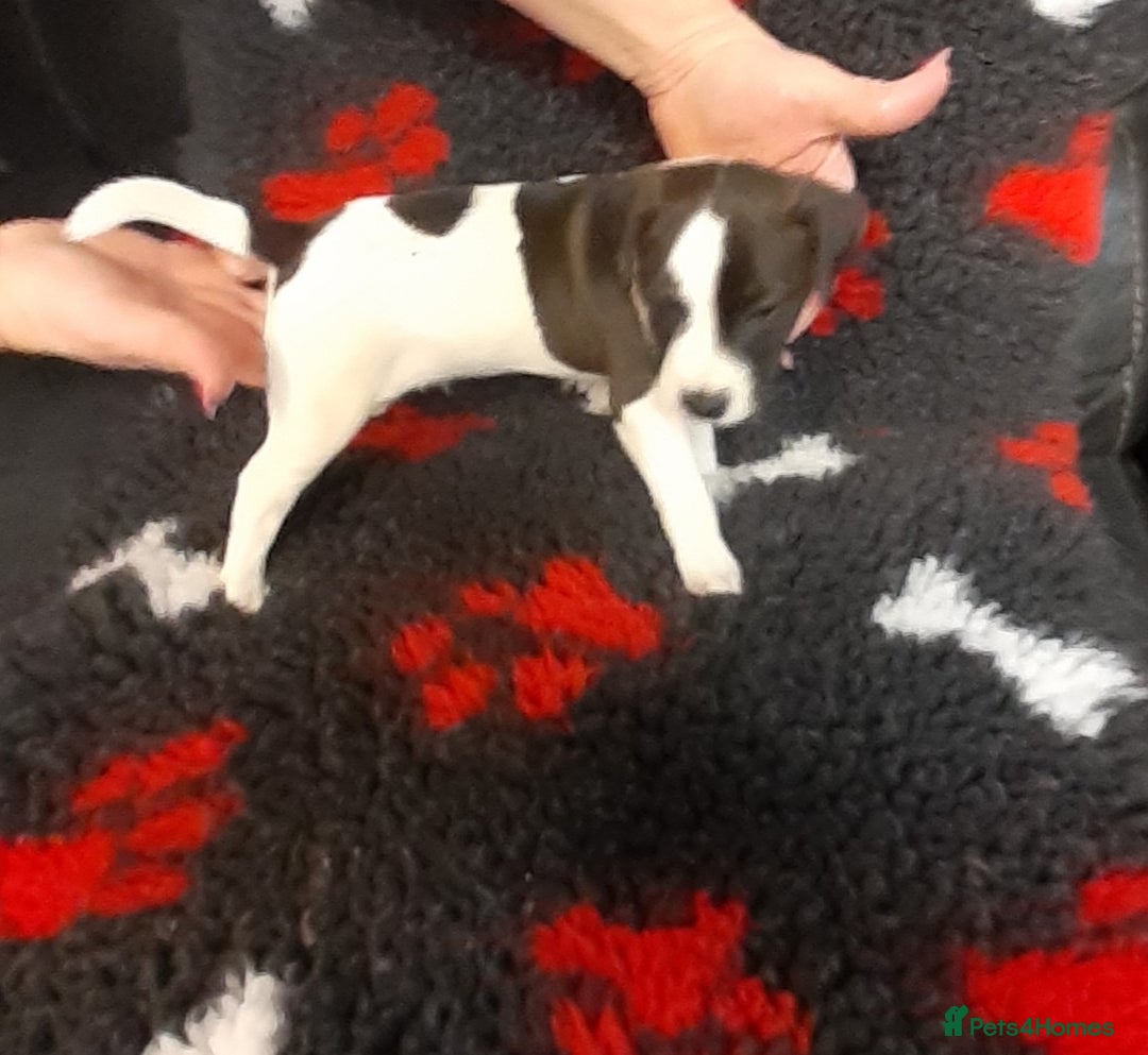 Mixed Breed dogs for sale: Jack Russell  male puppies  - Advert 3