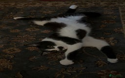 Domestic Shorthair cats for sale: Siblings looking for loving home - Image 5