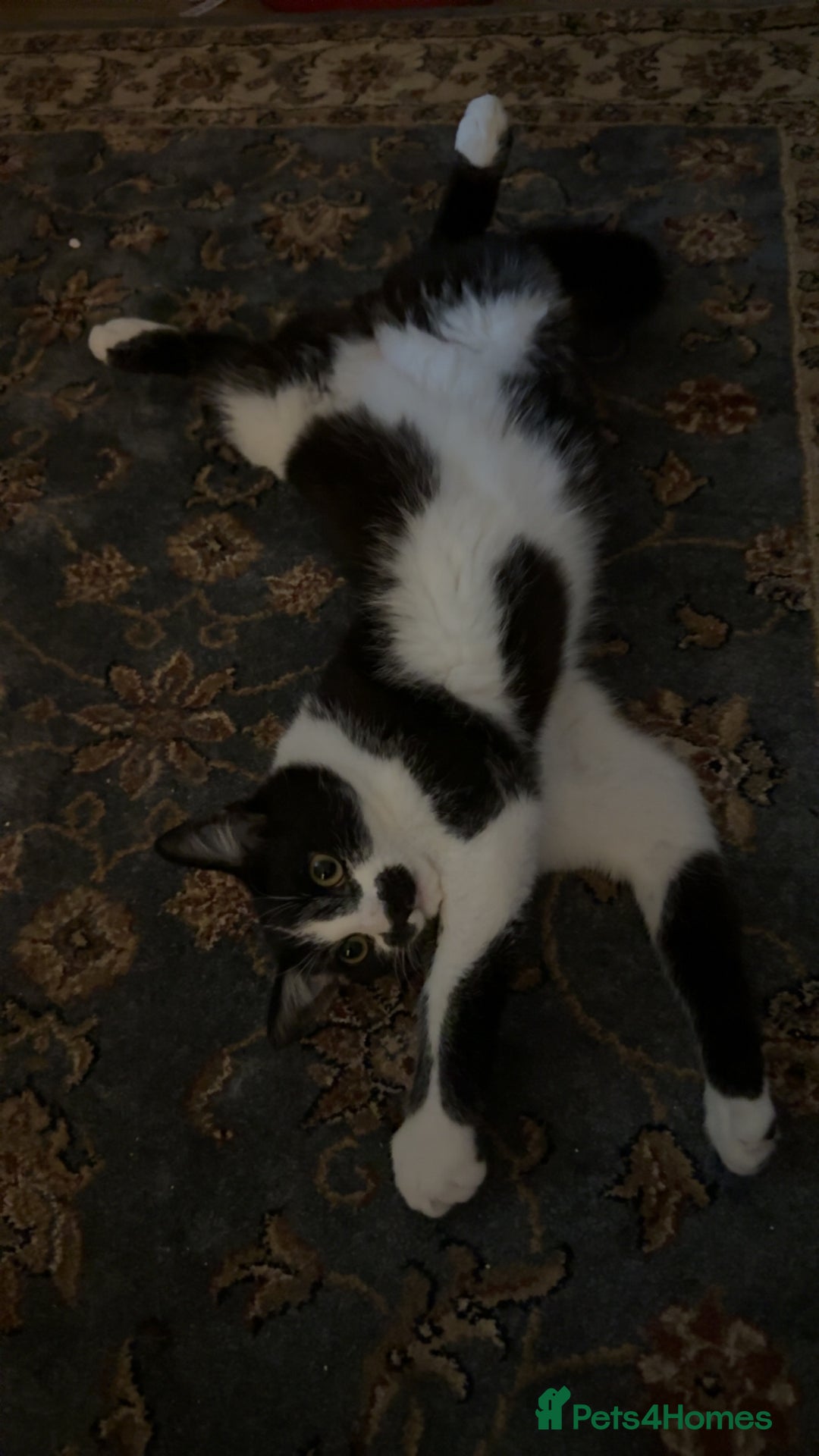 Domestic Shorthair cats for sale: Siblings looking for loving home - Image 5