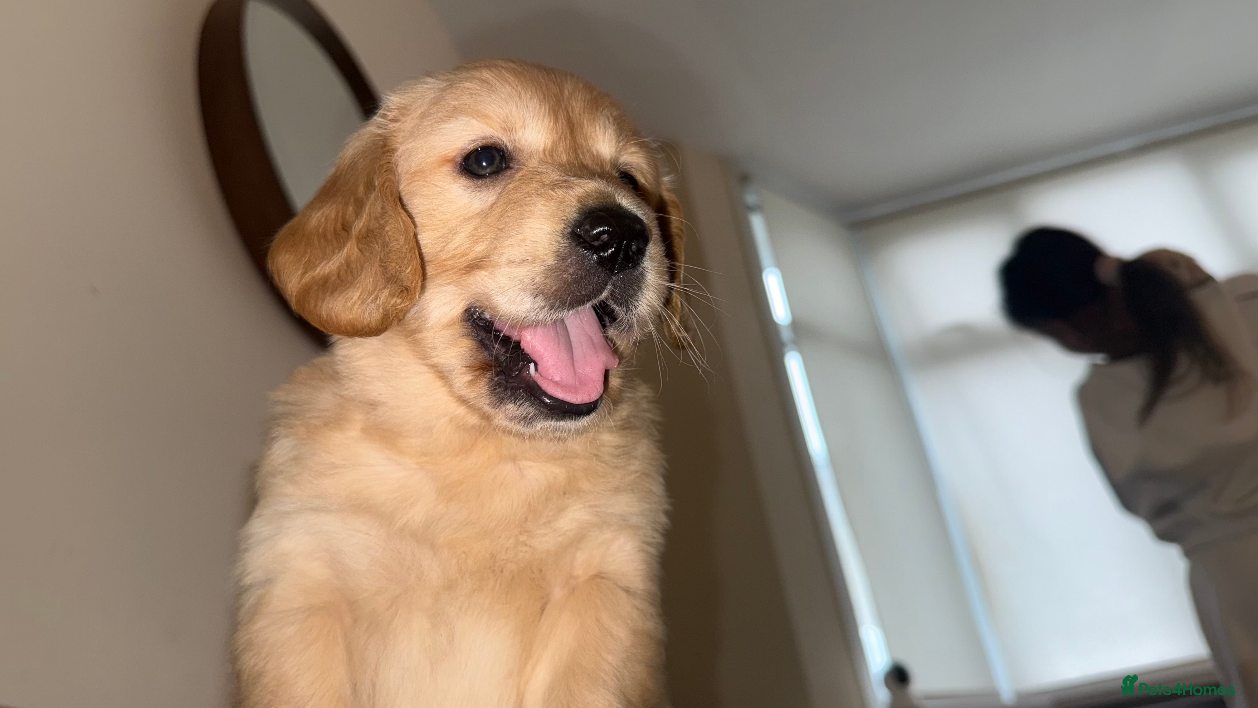 Golden Retriever dogs Lovely golden retriever puppies 🐶🐾♥️ - Advert 3