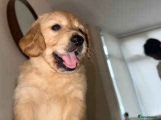 Golden Retriever dogs Lovely golden retriever puppies 🐶🐾♥️ - Advert 3