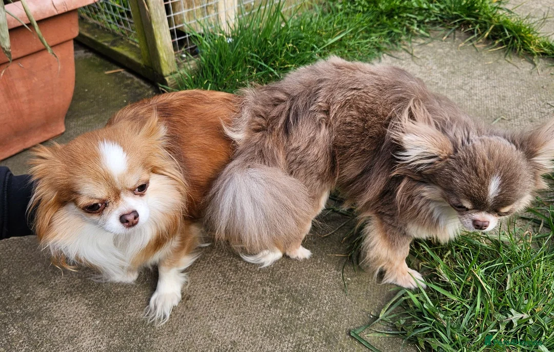 Chihuahua dogs for stud: KC Reg Lilac chihuahua, PROVEN, DNA Tested CLEAR  - Advert 17