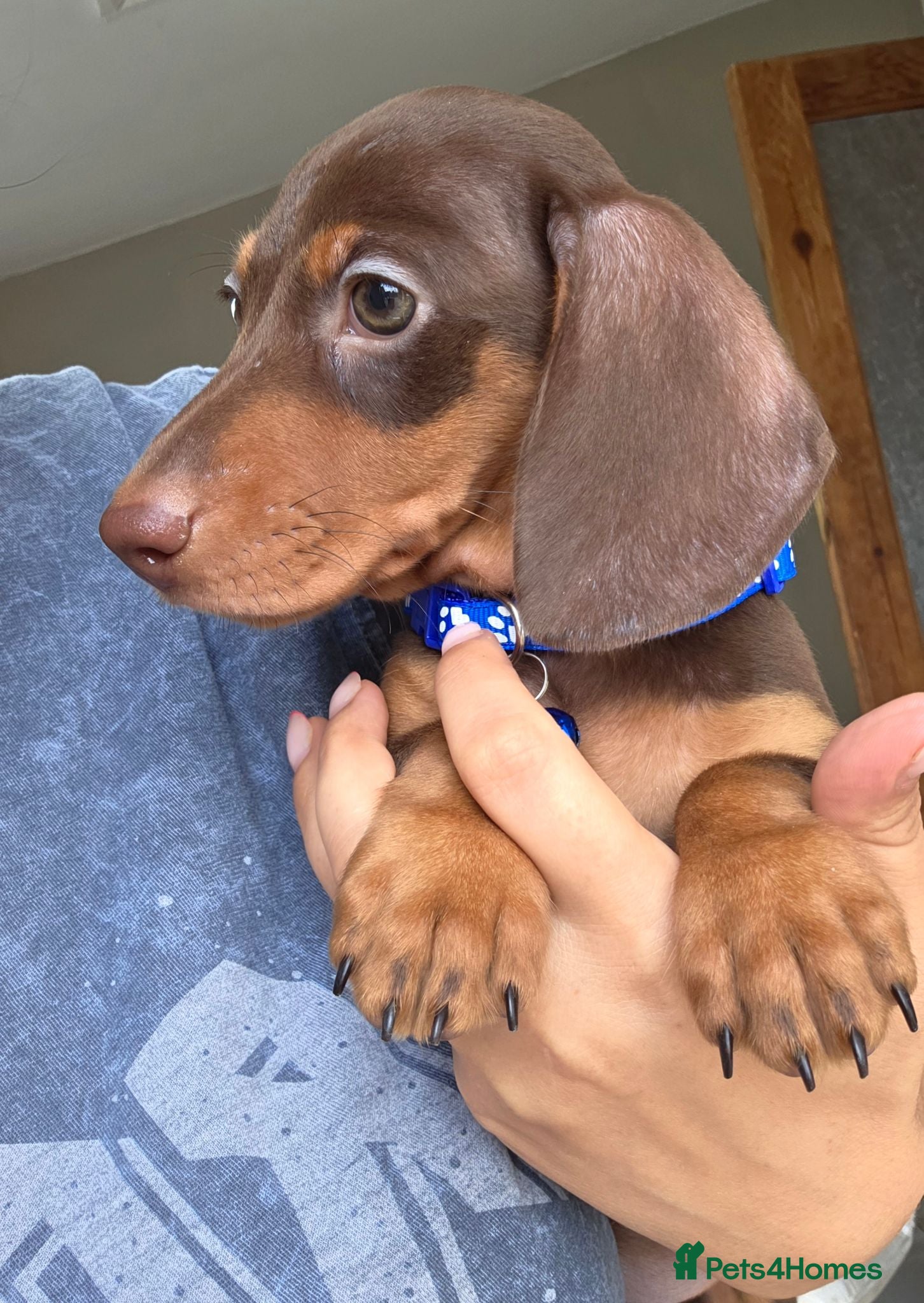 Miniature Dachshund dogs Kc registered Miniature Dachshund  - Advert 1