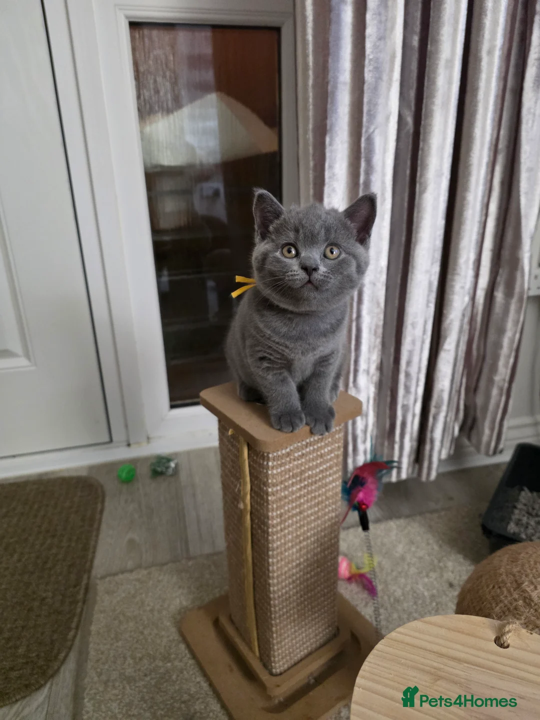British Shorthair cats for sale:  Gccf British shorthair kittens champion lines 🏆 - Advert 15