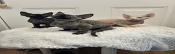 Devon Rex cats for sale: Fife reg Devon Rex kittens  - Advert 15