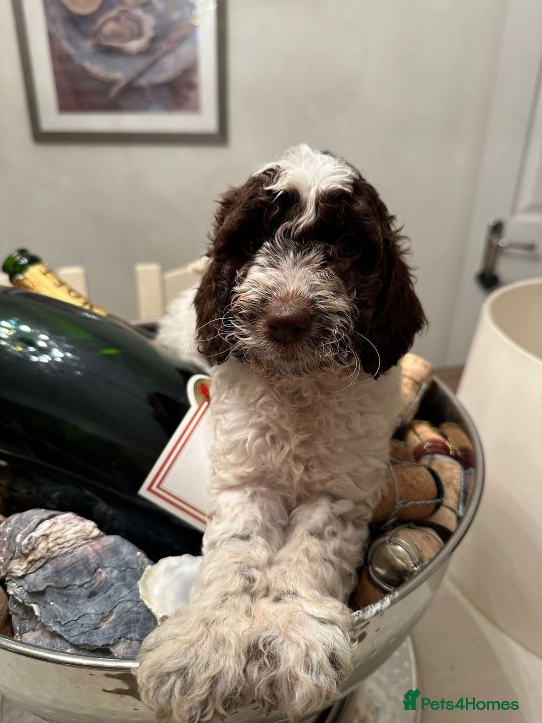 Cockapoo dogs for sale: Amazing fully health tested cockapoos - Image 6