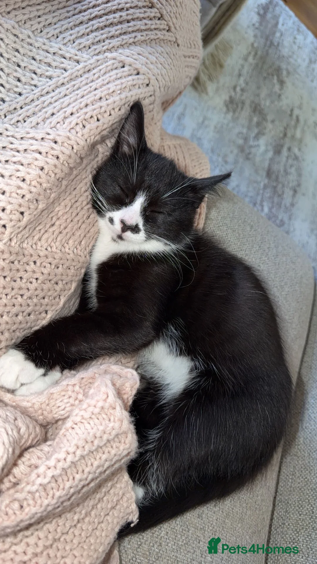 Mixed Breed cats for sale: 16 week old kitten  - Advert 4