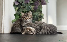 Persian cats for sale: 3 Stunning Female Kittens for Sale  - Image 14