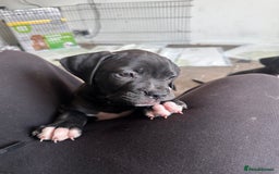 Mixed Breed dogs for sale: Cane corso x staffy  - Image 7