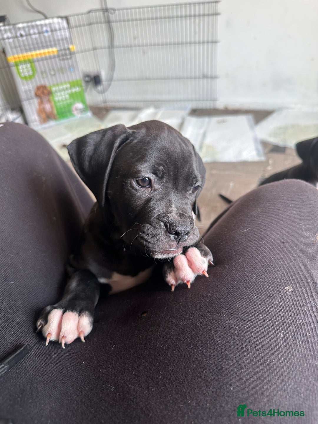 Mixed Breed dogs for sale: Cane corso x staffy  - Image 7