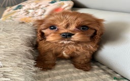 Cavalier King Charles Spaniel dogs for sale: Exquisite Cavalier King Charles puppies KC reg - Image 1