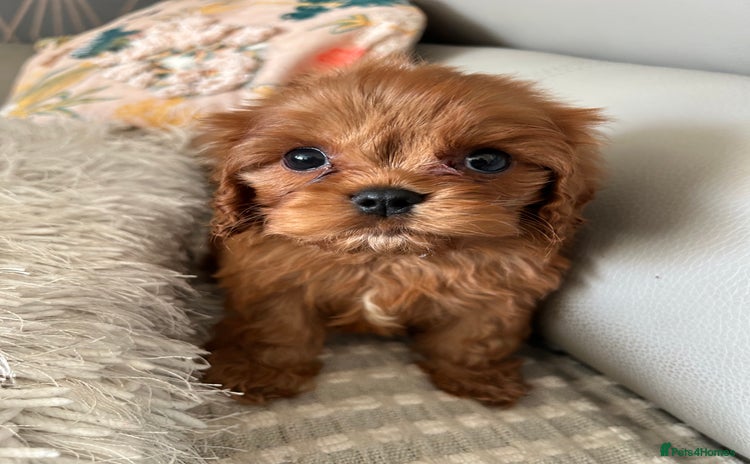 Cavalier King Charles Spaniel dogs - Advert 1