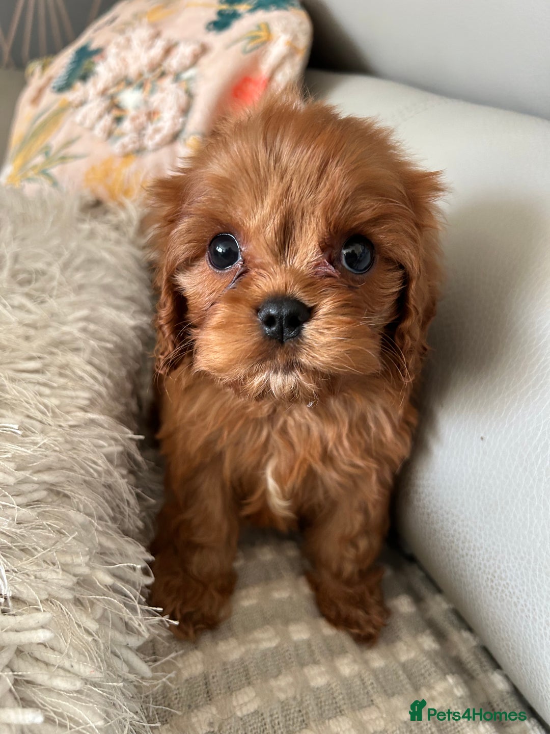 Cavalier King Charles Spaniel dogs for sale: Exquisite Cavalier King Charles puppies KC reg - Image 1