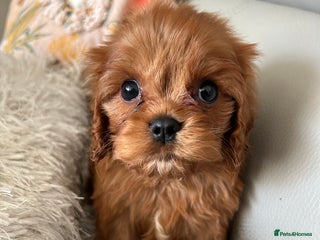 Cavalier King Charles Spaniel dogs - Advert 4