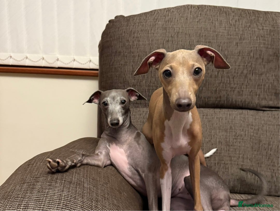 Italian Greyhound dogs for sale: KC Champion lines ⭐️ Italian Greyhound puppies  - Advert 19