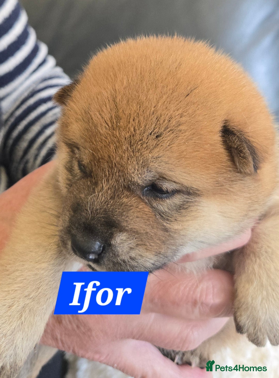 Japanese Shiba Inu dogs for sale: Gorgeous Shibas  - Image 8